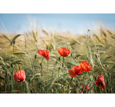 Living room blind poppies in summer wheat - TenStickers
