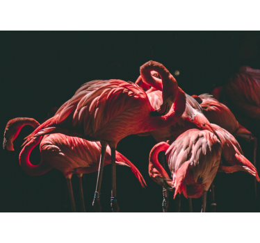 Living room blind with rim-lighted pink flamingos - TenStickers