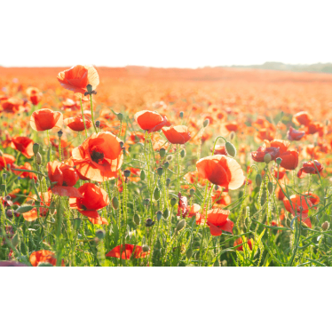Living room blind red poppies in a sunny field - TenStickers