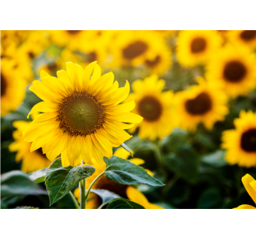 Living room blind sunflower field close up - TenStickers