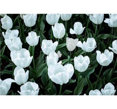 Living room blind white tulips - TenStickers