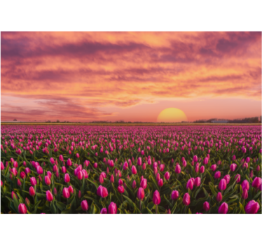 Living room blind sunrise and tulips design - TenStickers