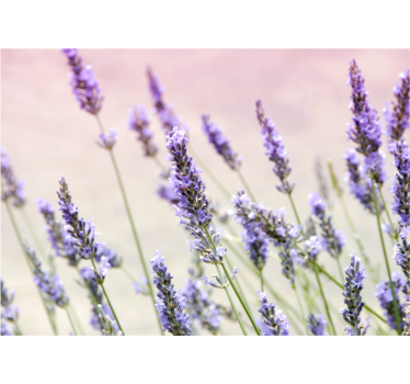 Living room blind with a bunch of purple flowers - TenStickers