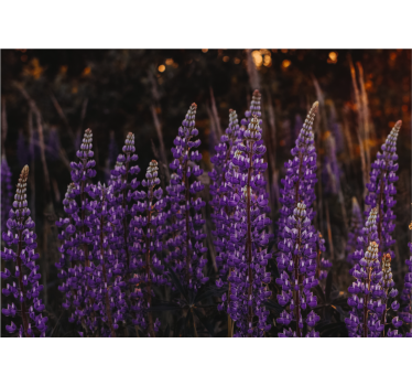 Living room blind forest rejuvenated by violet flowers - TenStickers
