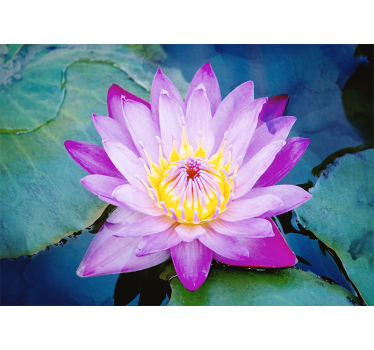 Living room blind purple lotus flower design - TenStickers
