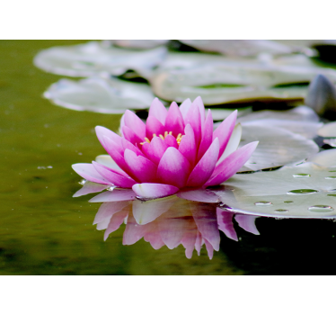 Living room blind pink zen lotus flower - TenStickers