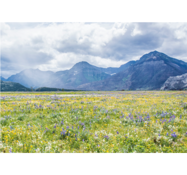 Living room blind small flower field design - TenStickers