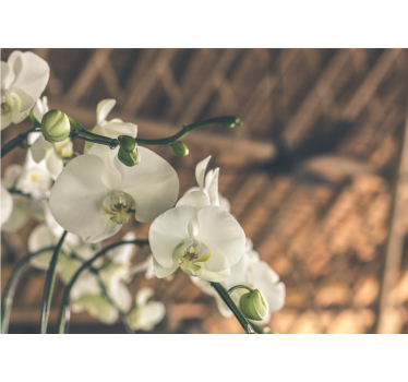Living room blind white orchid textured - TenStickers