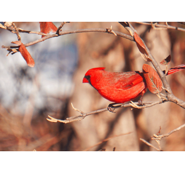 Living room blind with beautiful red bird in leaves - TenStickers