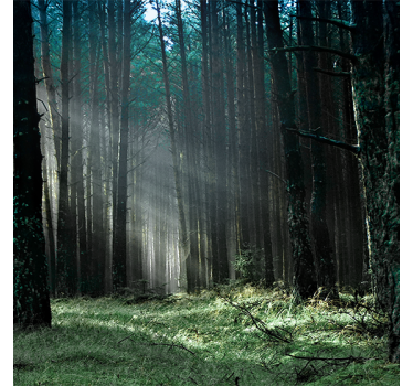Living room blind in "nature" blue fog forest - TenStickers