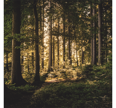 Nature midday forest living room blind - TenStickers