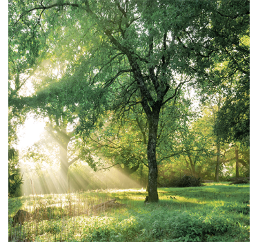 Living room blind in nature green morning forest - TenStickers