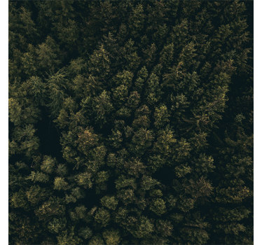 Living room blind nature aerial view of pines - TenStickers