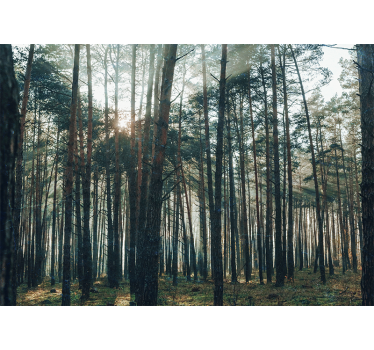 Living room blind with beautiful pinewood forest design - TenStickers