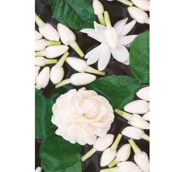 Beautiful sea flower Flower roller blind - TenStickers