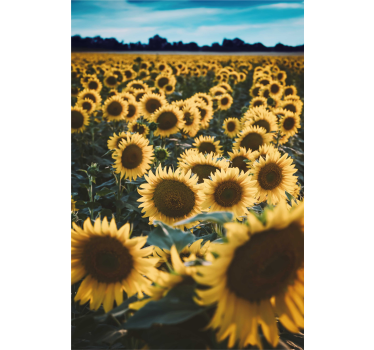 Sun flower field Flower roller blind - TenStickers