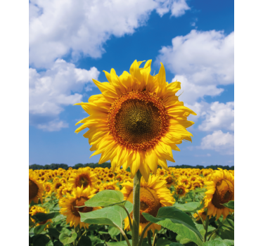 Sunflower with blue sky Flower roller blind - TenStickers