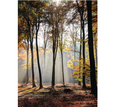 Sunshine foliage trees More flowers and plant roller blind - TenStickers