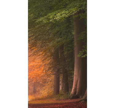 Deep fantastic forest Original blind - TenStickers