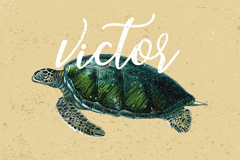 Sea turtle with name turtle placemats - TenStickers