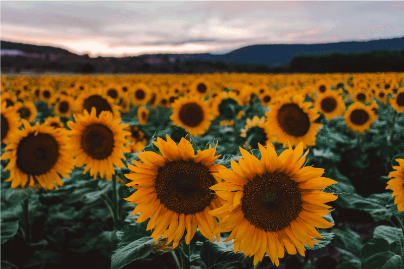 Original placemat sunflower field view - TenStickers