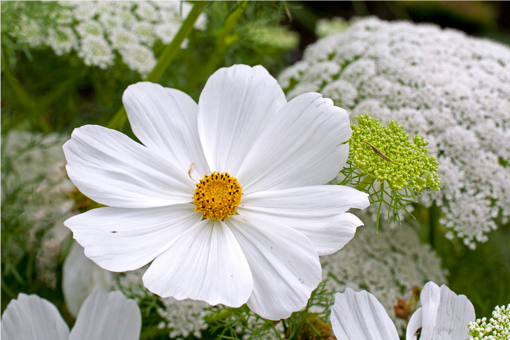 Original placemat elegant white blossom - TenStickers