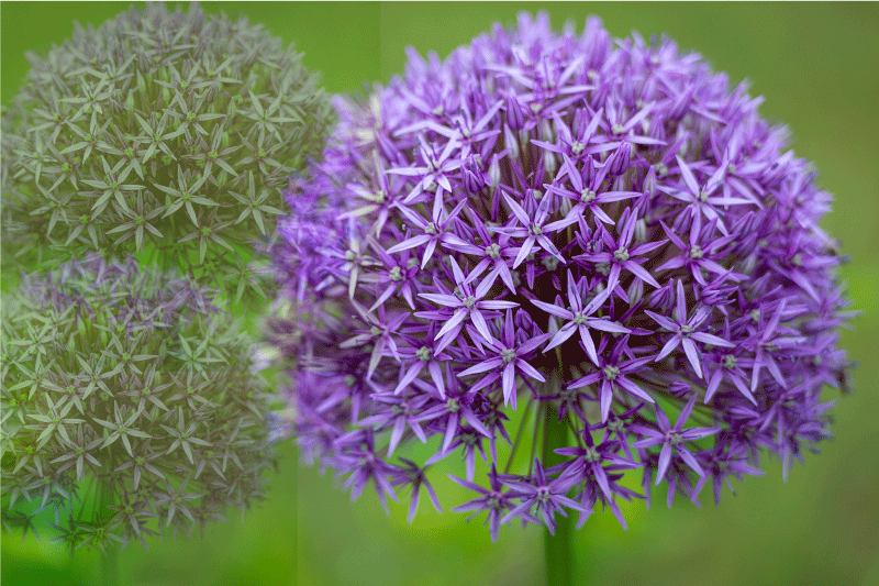 Vibrant purple flowers placemat - TenStickers