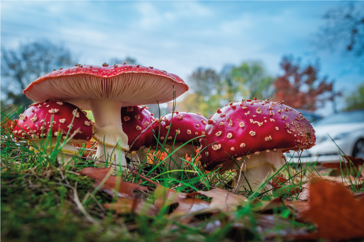 Modern placemat mushroom culinary scene - TenStickers