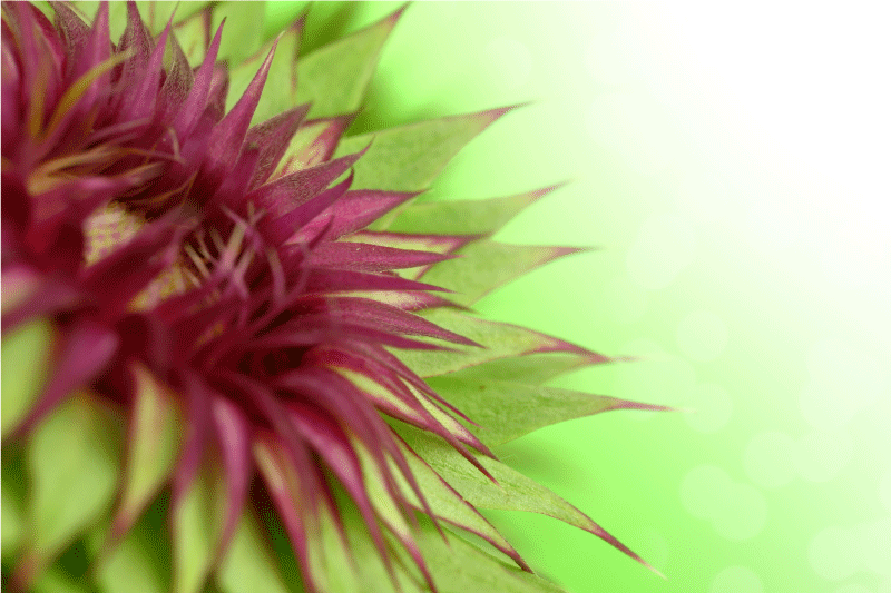 ThistleThistle is a prickly flowering plant of the daisy family,  - TenStickers