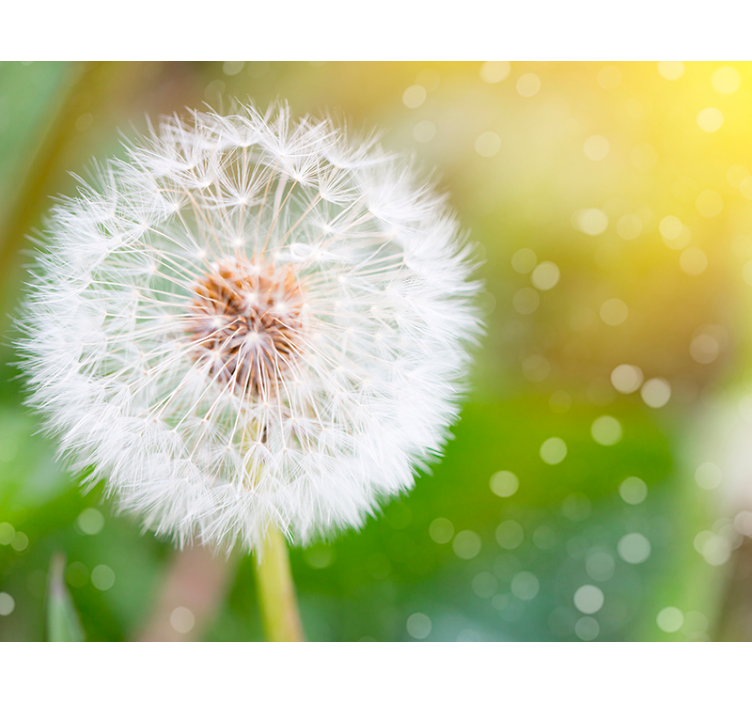 Dandelion Wall Mural for you - TenStickers