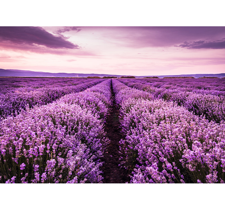 Provence lavender wall mural - TenStickers