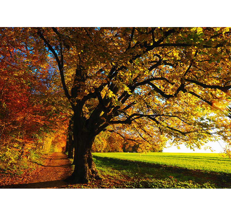 Beautiful autumn tree wall mural - TenStickers