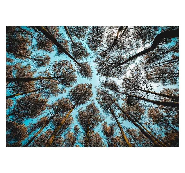 Forest from below forest wall mural - TenStickers