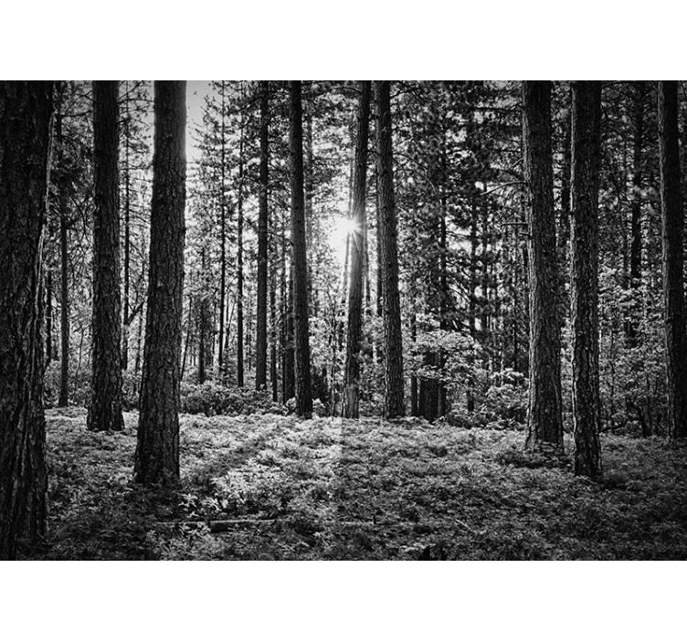 Black and white forest living room wallpaper - TenStickers