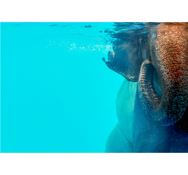 Majestic Underwater Elephant animal mural - TenStickers