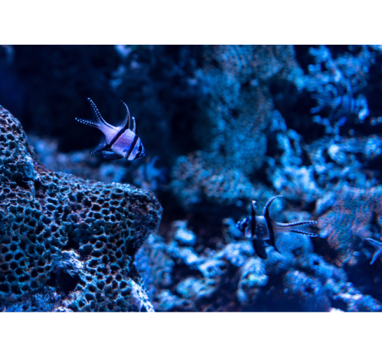 Coral Reef Fish animal mural - TenStickers