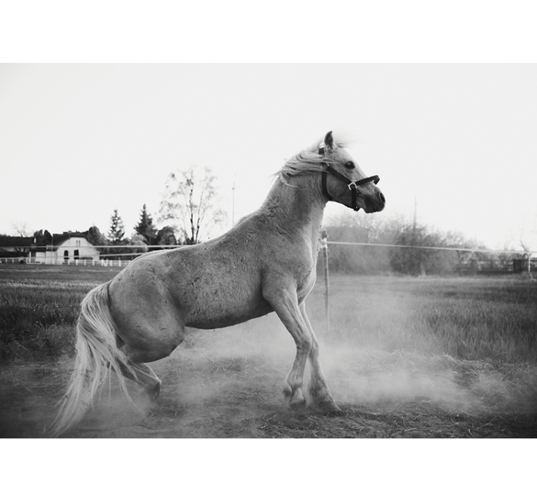 Animal mural galloping pony design - TenStickers