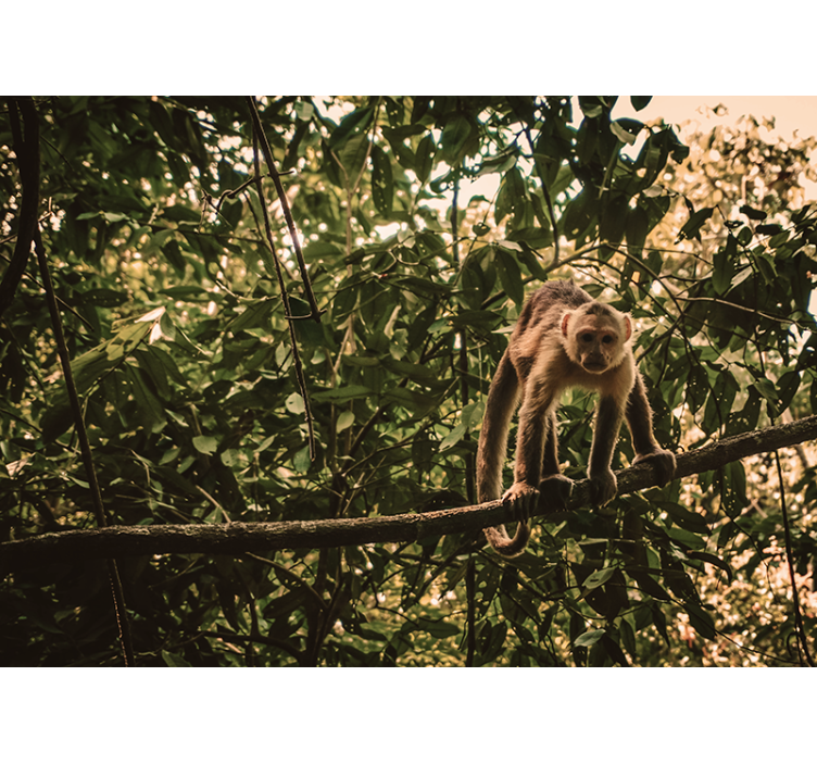 Monkey on Branch animal mural - TenStickers