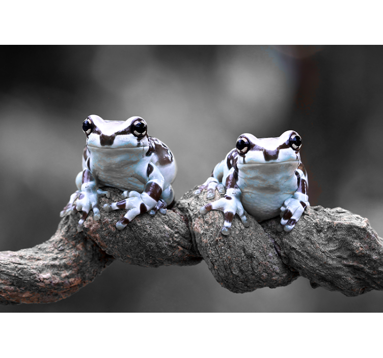 Tree Frogs Pair animal mural - TenStickers