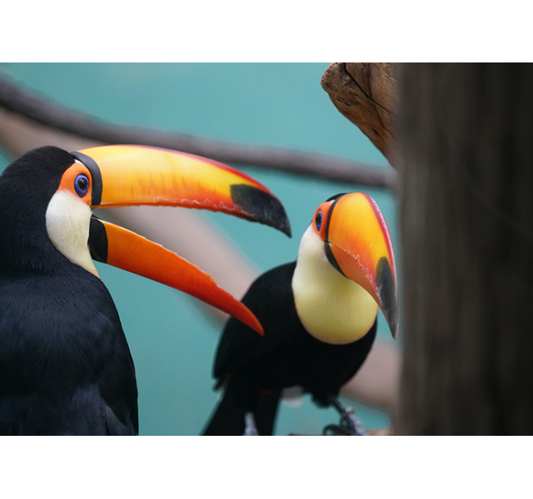 Toucan Bird Pair animal mural - TenStickers