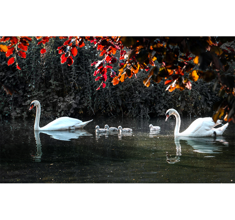 Animal mural elegant swan family - TenStickers