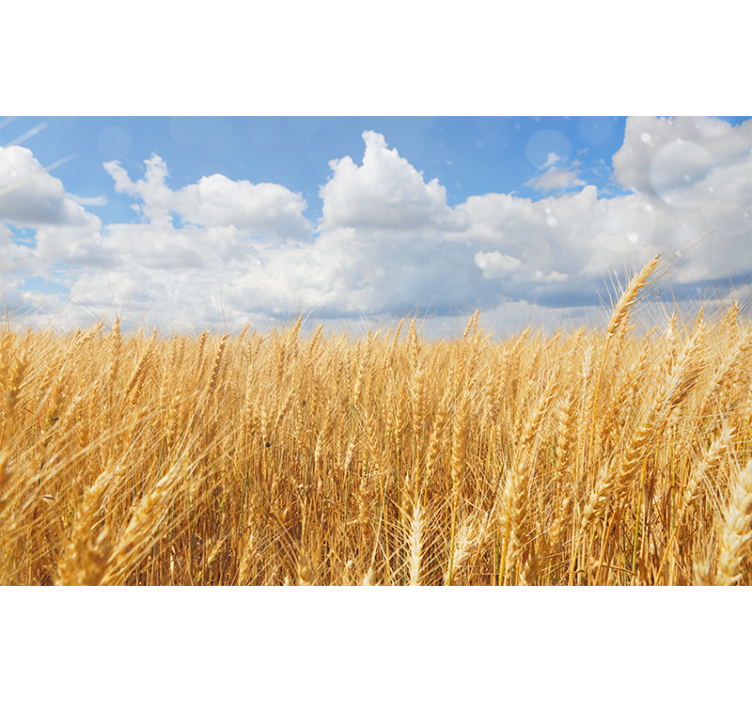 Golden Wheat Field nature wall mural - TenStickers