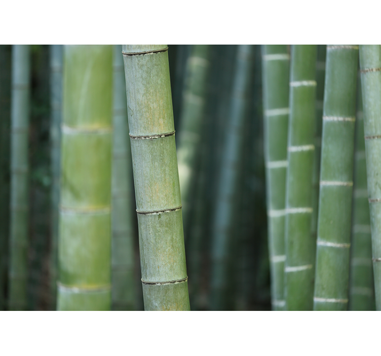Bamboo mural lush bamboo forest - TenStickers