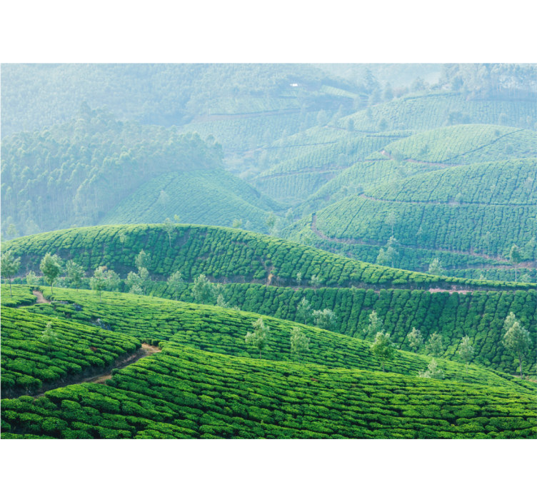 Landscape mural tea plantation hills - TenStickers