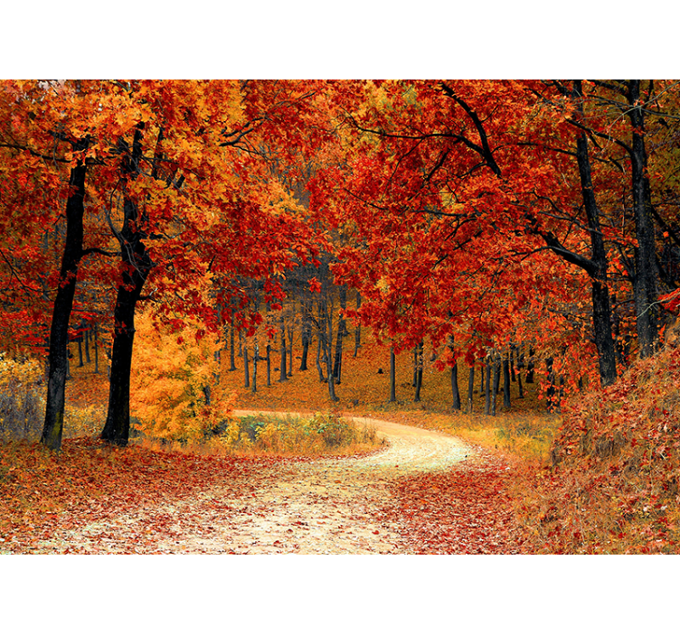 Fall Woodland Trail nature wall mural - TenStickers