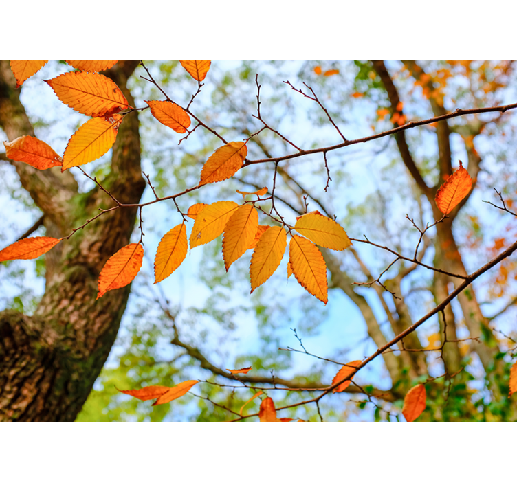 Autumn Leaves Branch tree wall mural - TenStickers