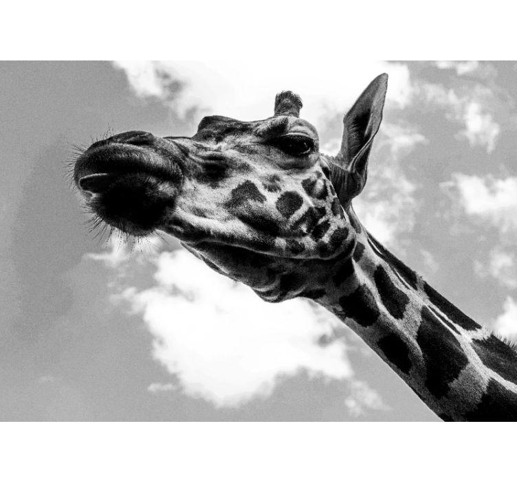 Giraffe Portrait animal mural - TenStickers