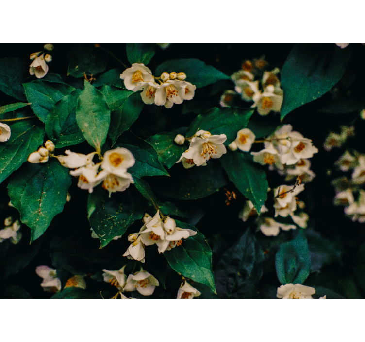 Flower mural delicate white blossoms - TenStickers