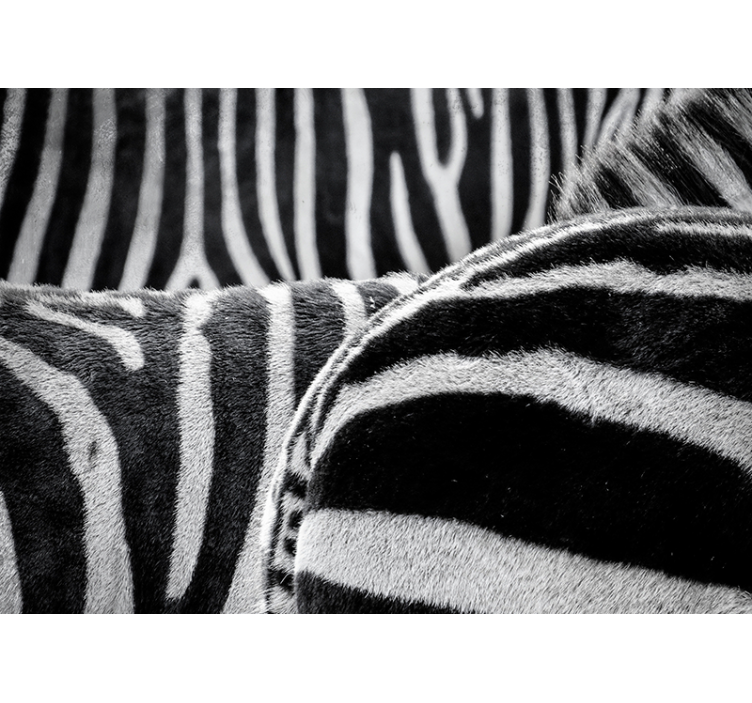 Realistic zebras stripes animal mural - TenStickers