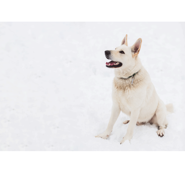 Husky in the snow wall mural - TenStickers